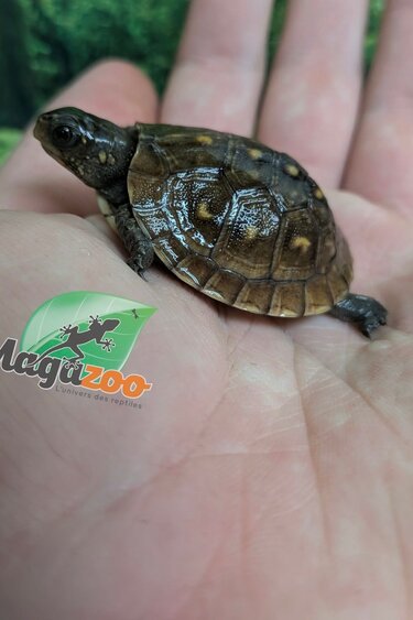 Magazoo Baby 3 toed Box turtle CBB 2026