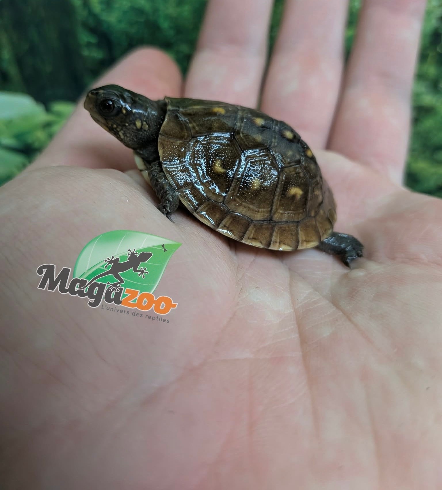 Magazoo Baby 3 toed Box turtle CBB 2026