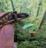 Magazoo Tortue boîte à trois doigts Bébé CBB 2026