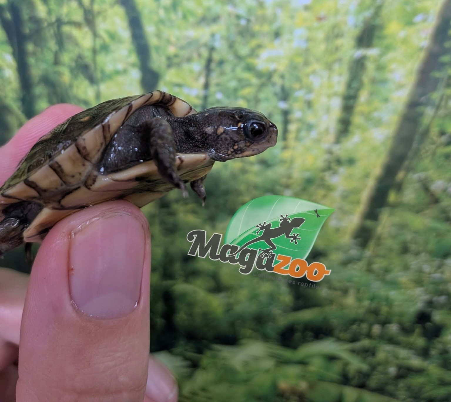 Magazoo Tortue boîte à trois doigts Bébé CBB 2026