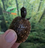 Magazoo Baby 3 toed Box turtle CBB 2026