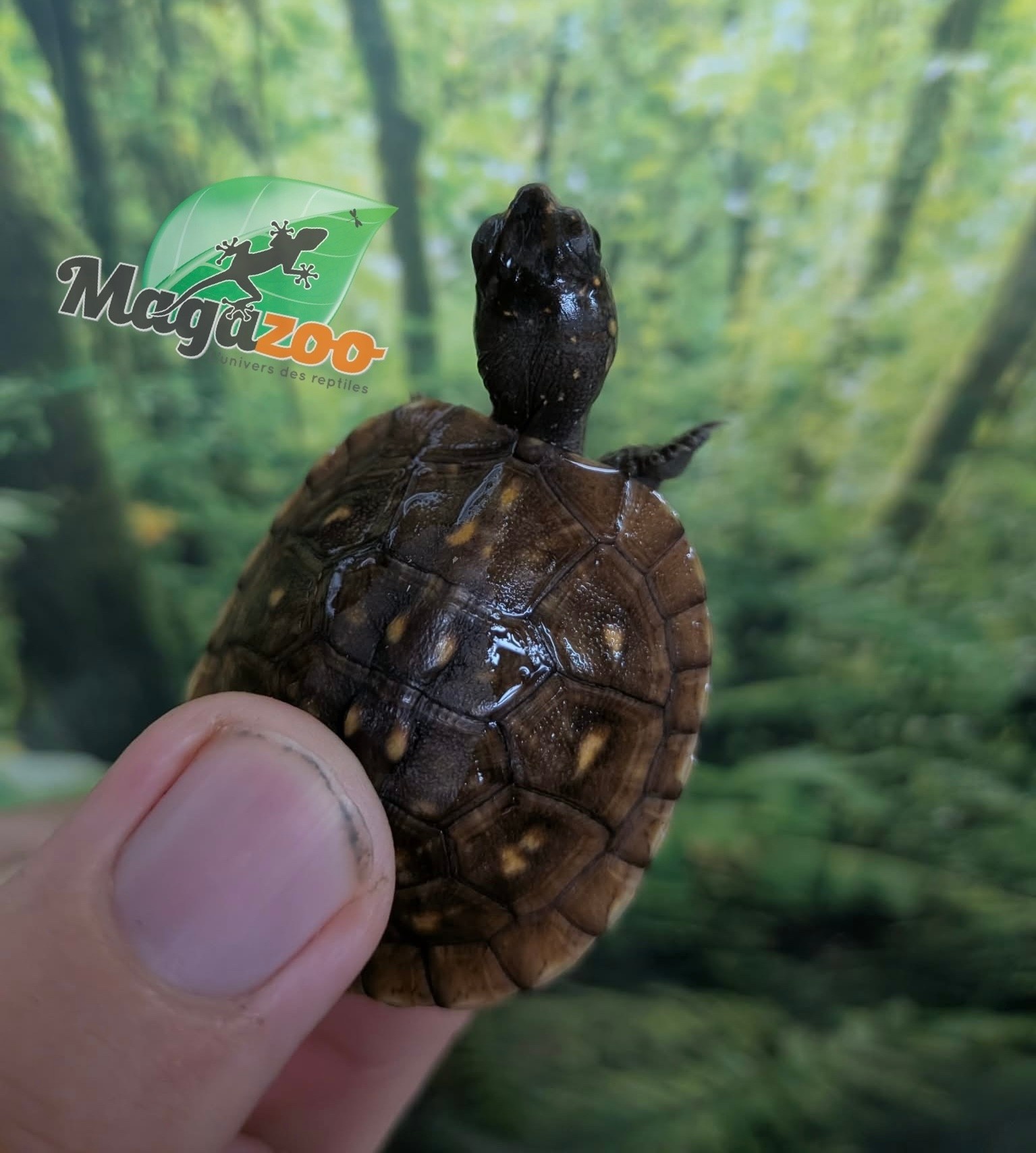 Magazoo Baby 3 toed Box turtle CBB 2026