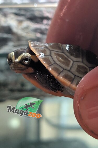 Magazoo Baby Red-Bellied sidenecked turtle CCB 2026