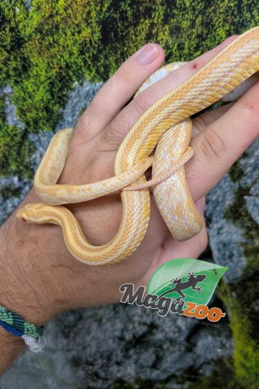 Magazoo Male Butter Corn snake 2025