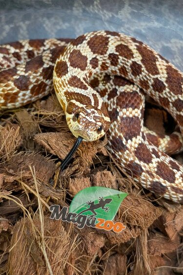 Magazoo Male Diablo Line Western Hognose (without black eyes)