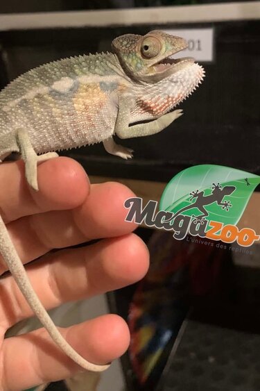 Magazoo Male Ambilobe Panther Chameleon #2 June 2026