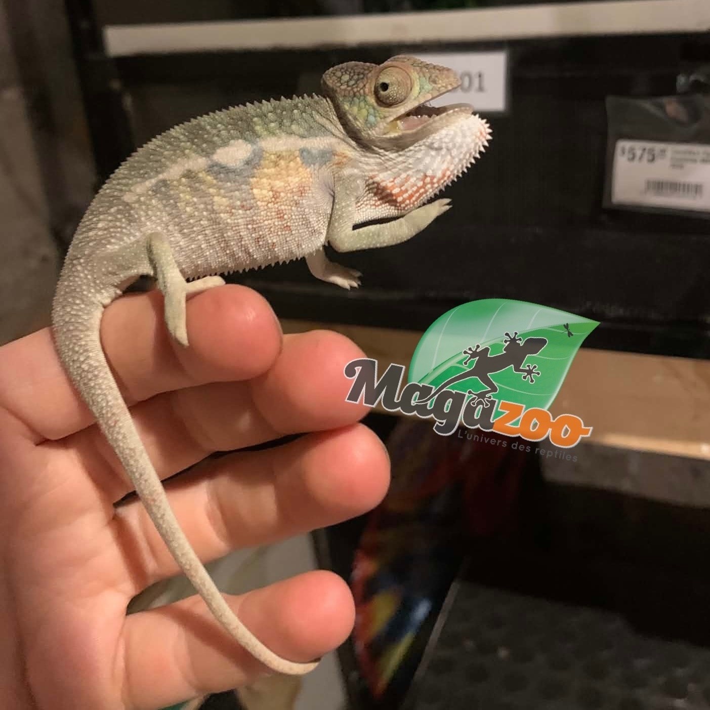 Magazoo Male Ambilobe Panther Chameleon #2 June 2026