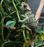 Magazoo Male Ambilobe Panther Chameleon #2 June 2026