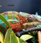 Magazoo Caméléon Panthère Ambilobe Mâle #2 juin 2026