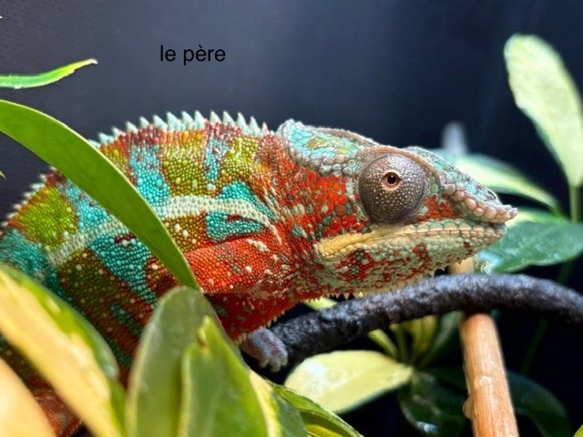 Magazoo Male Ambilobe Panther Chameleon #2 June 2026