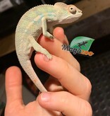Magazoo Male Ambilobe Panther chameleon June 2026