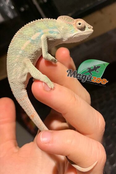Magazoo Male Ambilobe Panther chameleon June 2026