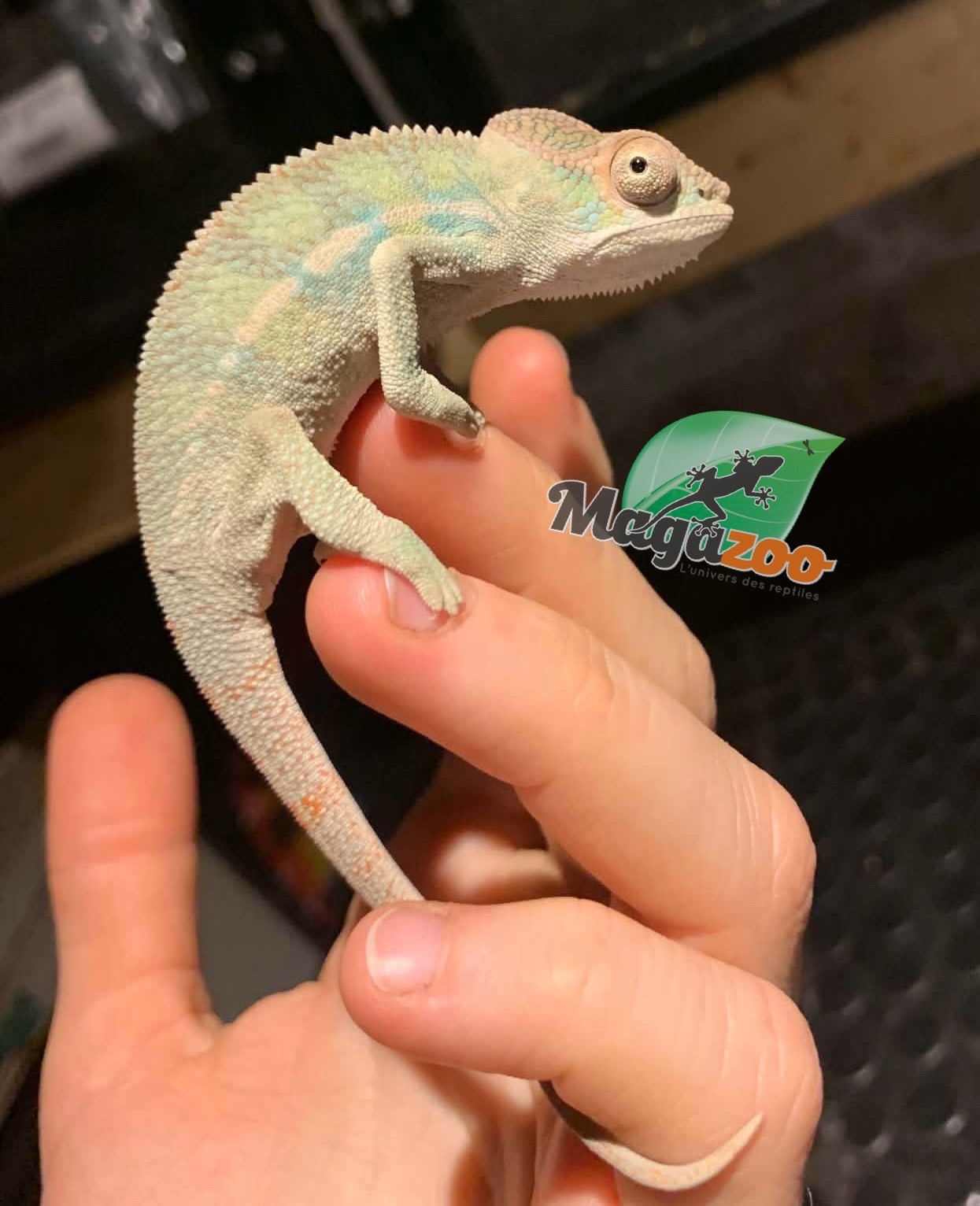 Magazoo Male Ambilobe Panther chameleon June 2026