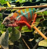 Magazoo Male Ambilobe Panther chameleon June 2026