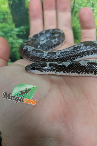 Magazoo Boa des Sables du Kenya Anery (Het. albino/paradox) Femelle #2