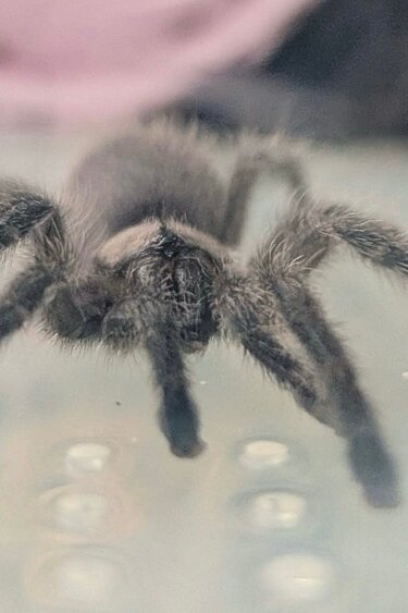 Magazoo Socotra island blue baboon tarantula (1'') / Monocentropus balfouri