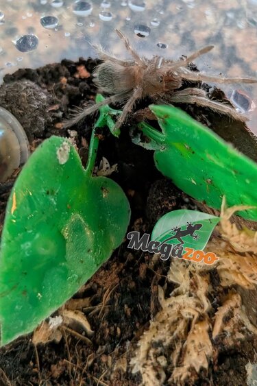 Magazoo Baharia scarlet birdeater tarantula ( 3/4'' )/ Lasiodora klugi
