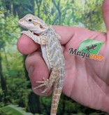 Magazoo Dragon barbu Hypo Leatherback Bébé Femelle #4