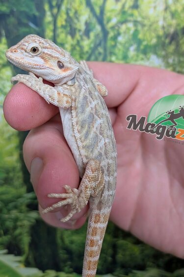Magazoo Baby Female Hypo Leatherback Bearded Dragon #4