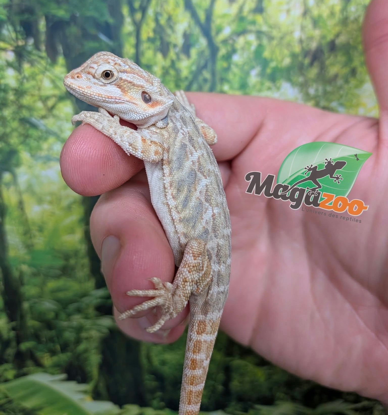 Magazoo Baby Female Hypo Leatherback Bearded Dragon #4