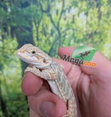 Magazoo Baby Female Hypo Leatherback Bearded Dragon #4