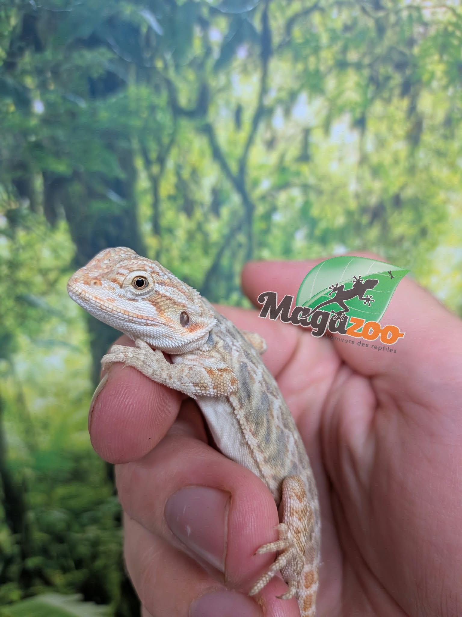 Magazoo Baby Female Hypo Leatherback Bearded Dragon #4