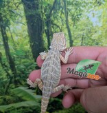 Magazoo Baby Female Hypo Leatherback Bearded Dragon #4
