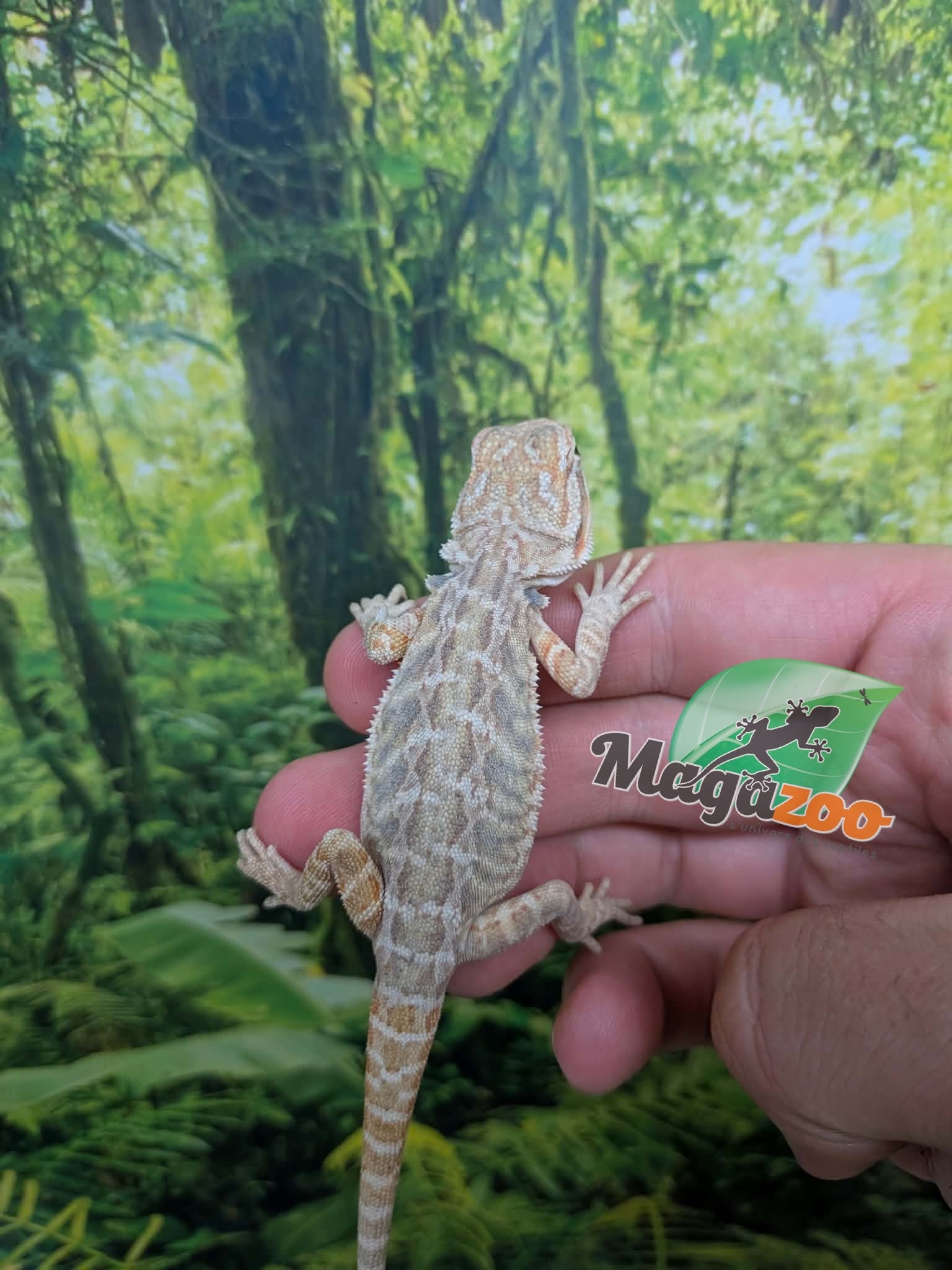 Magazoo Baby Female Hypo Leatherback Bearded Dragon #4