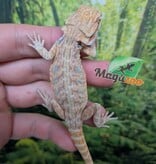 Magazoo Baby Male Hypo Leatherback Bearded Dragon #1