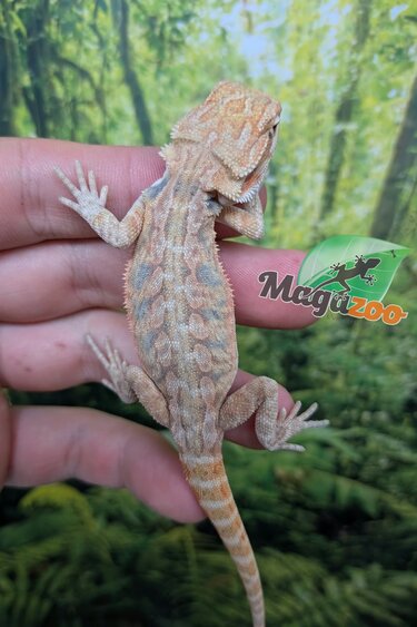 Magazoo Baby Male Hypo Leatherback Bearded Dragon #1