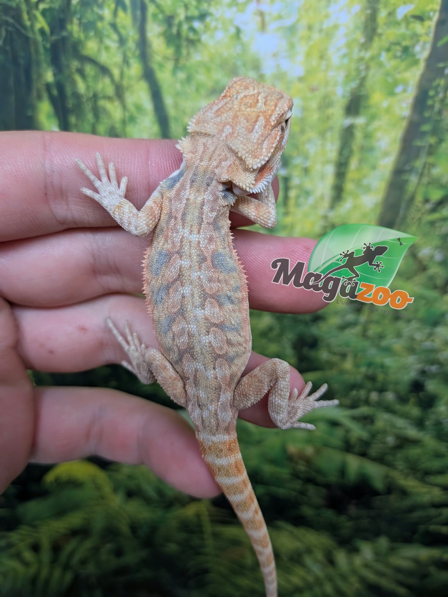Magazoo Baby Male Hypo Leatherback Bearded Dragon #1