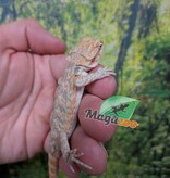 Magazoo Baby Male Hypo Leatherback Bearded Dragon #1