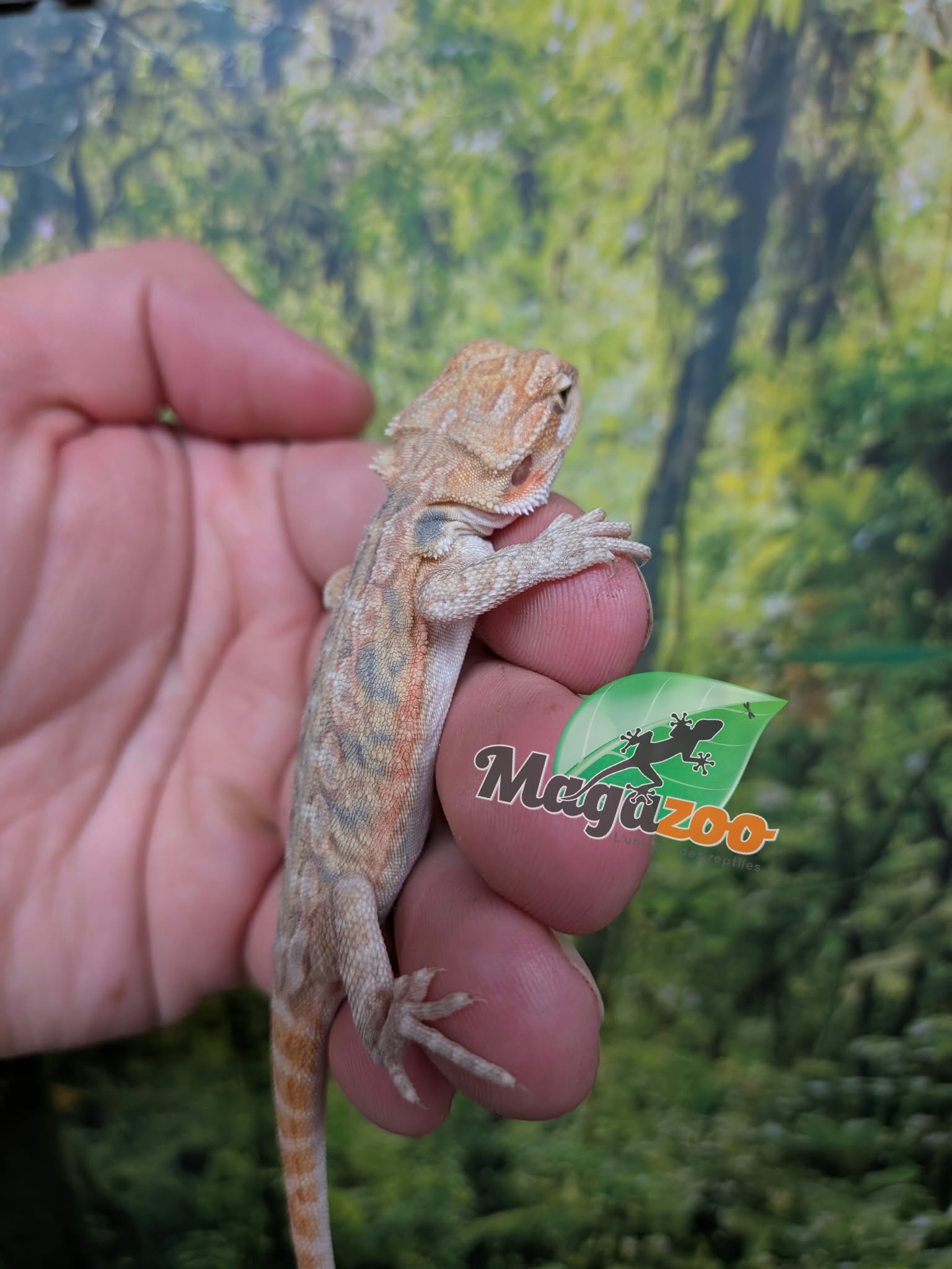 Magazoo Dragon barbu Hypo Leatherback Bébé Mâle #1