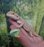 Magazoo Dragon barbu Hypo Leatherback Bébé Mâle #1