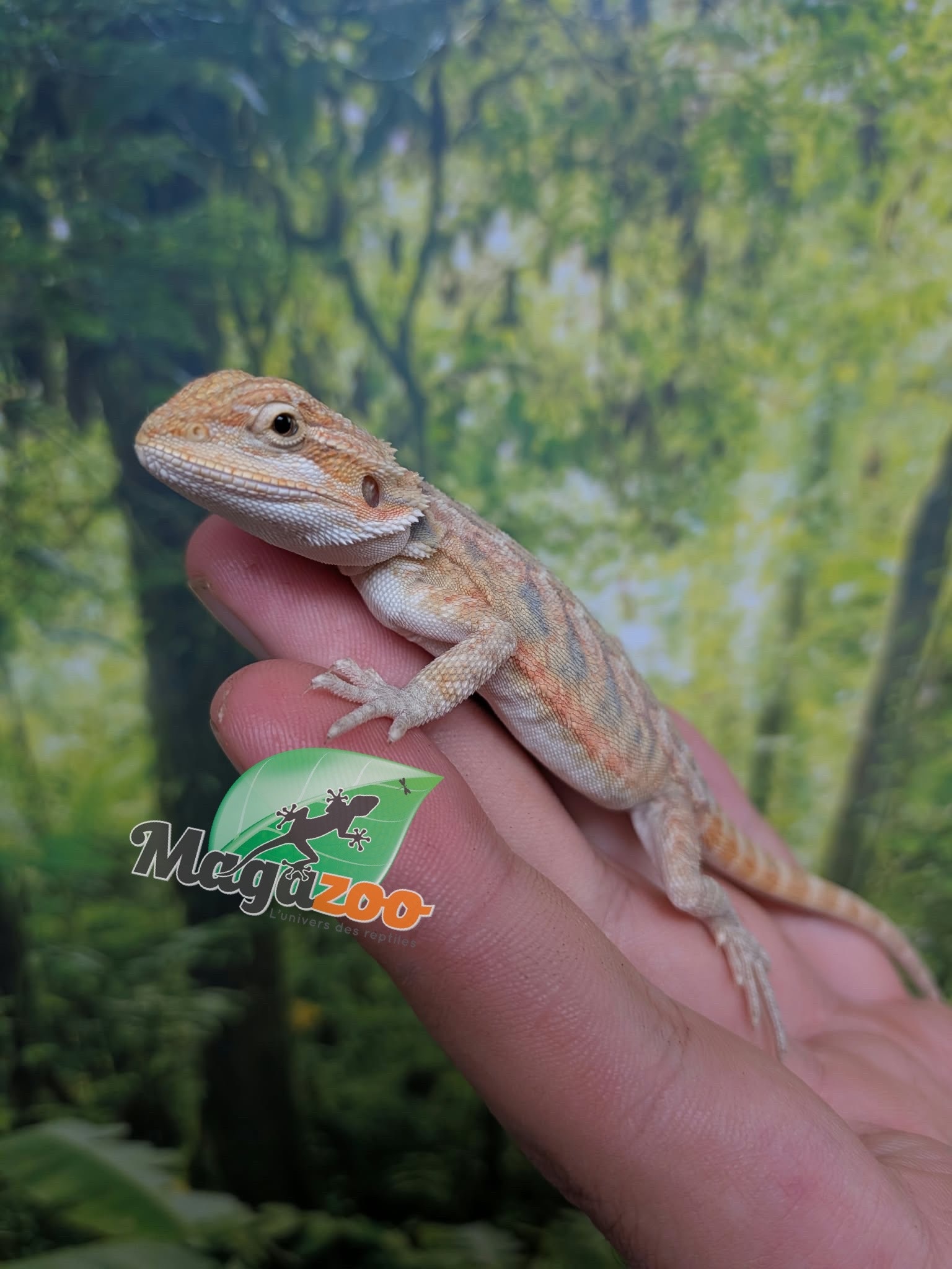 Magazoo Baby Male Hypo Leatherback Bearded Dragon #1