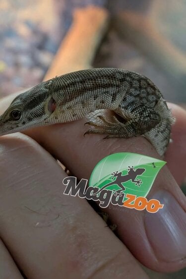 Magazoo Baby Ackie Monitor CBB  Raised and born in captivity