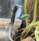 Magazoo Gecko diurne tacheté Bébé CB / Peacock Day Gecko