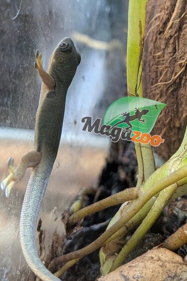Magazoo Baby Peacock Day Gecko CB
