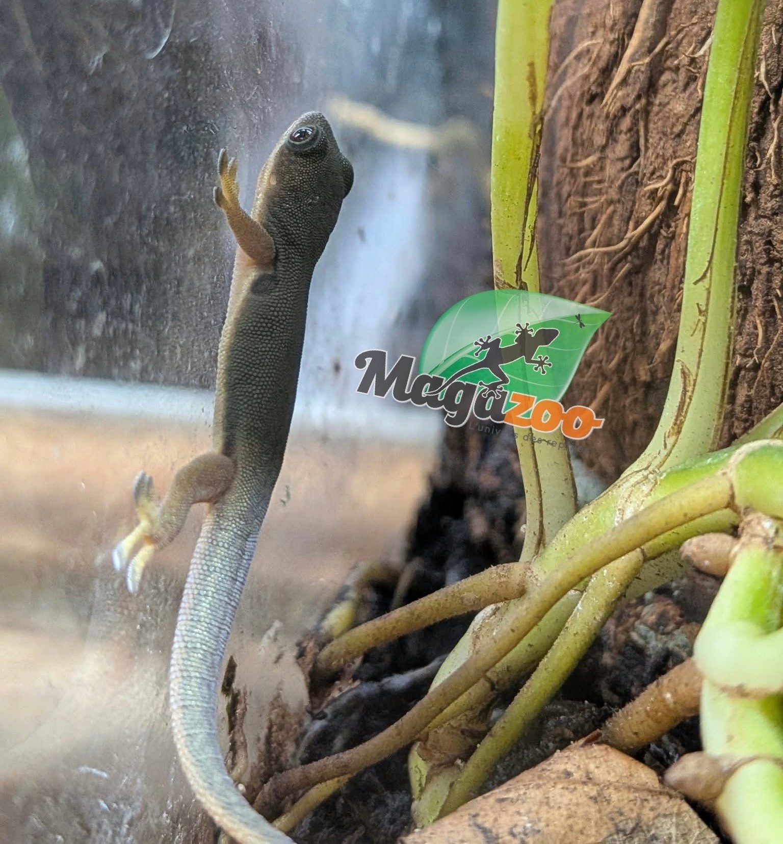 Magazoo Baby Peacock Day Gecko CB