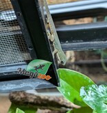 Magazoo Baby Peacock Day Gecko CB