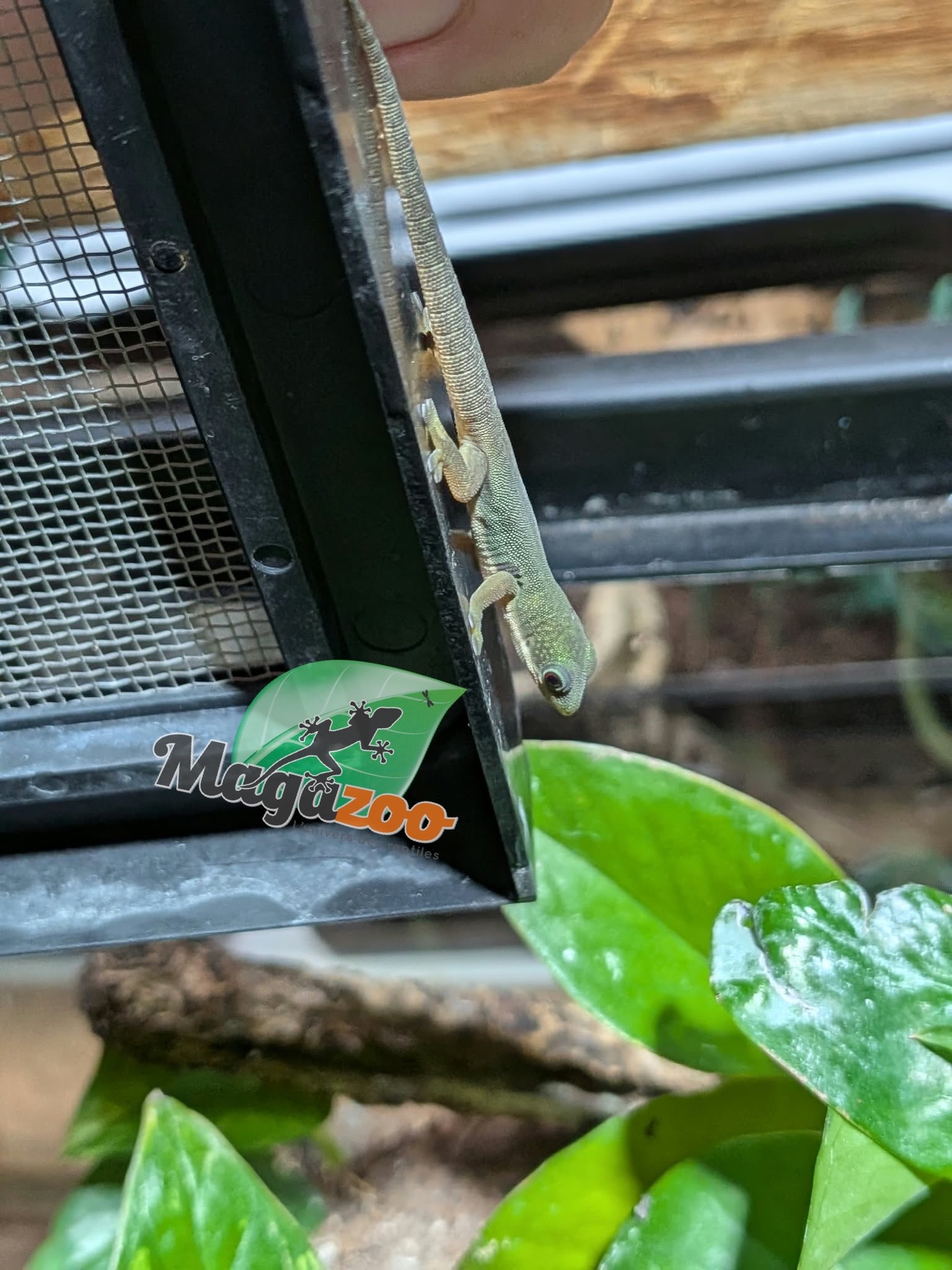Magazoo Gecko diurne tacheté Bébé CB / Peacock Day Gecko
