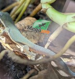 Magazoo Baby Peacock Day Gecko CB