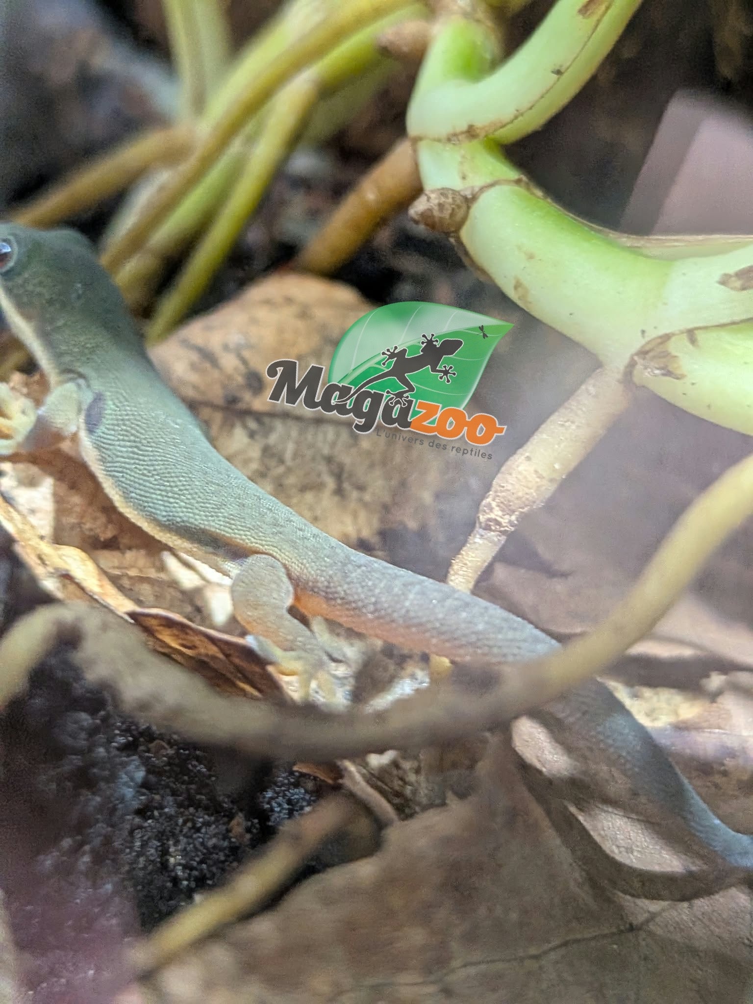 Magazoo Gecko diurne tacheté Bébé CB / Peacock Day Gecko
