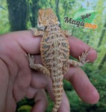 Magazoo Baby Male Regular Bearded Dragon #3