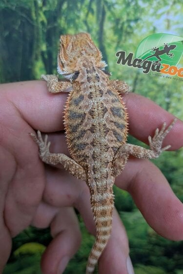 Magazoo Baby Male Regular Bearded Dragon #3