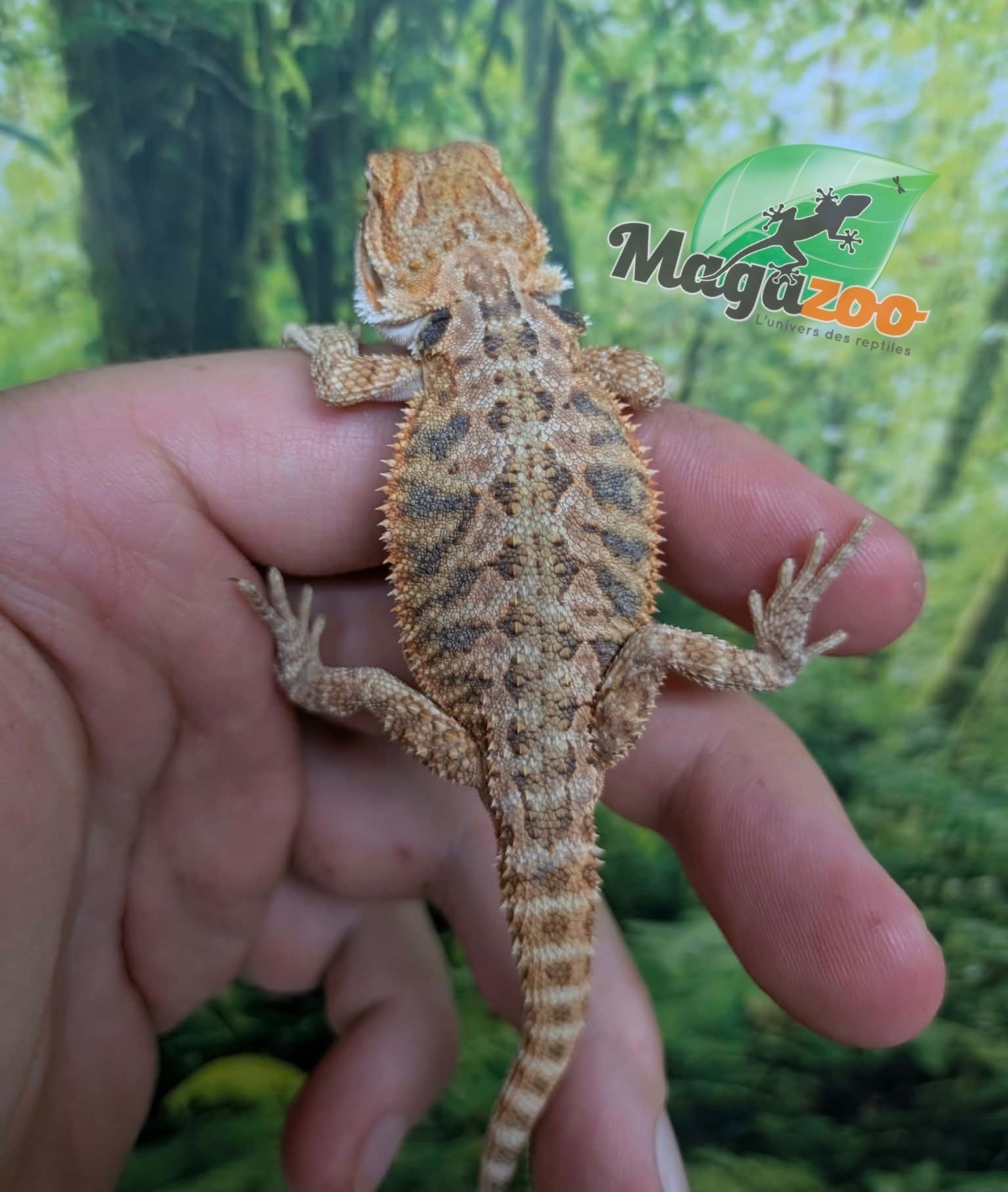 Magazoo Dragon barbu Régulier Bébé Mâle #3