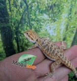 Magazoo Dragon barbu Régulier Bébé Mâle #3