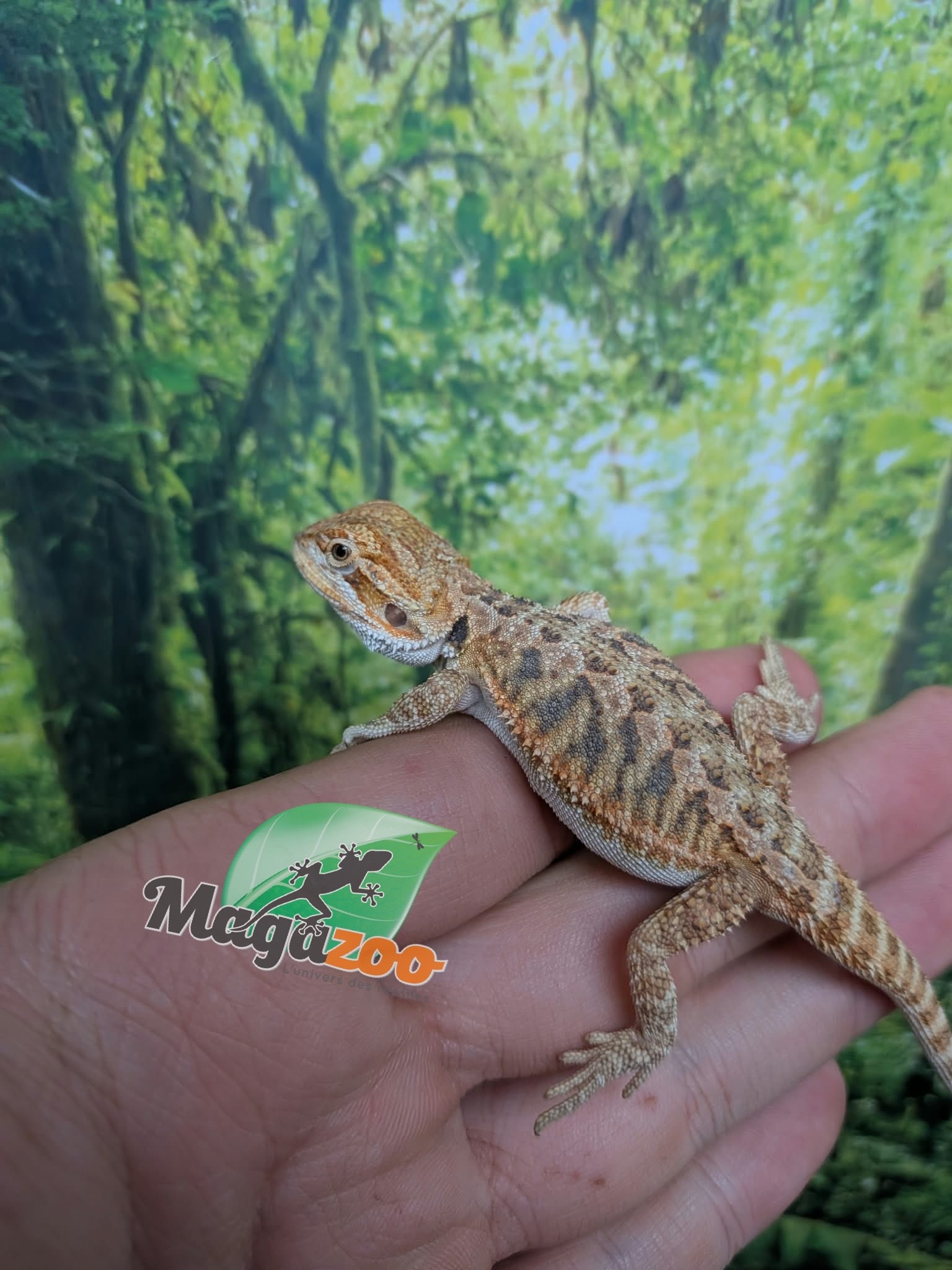 Magazoo Dragon barbu Régulier Bébé Mâle #3