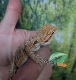 Magazoo Dragon barbu Régulier Bébé Mâle #3