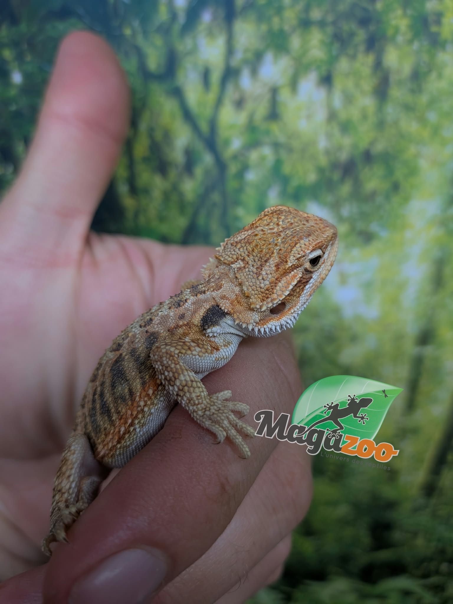 Magazoo Dragon barbu Régulier Bébé Mâle #3